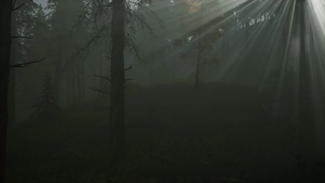 Forest-in-Autumn-Morning-Mist